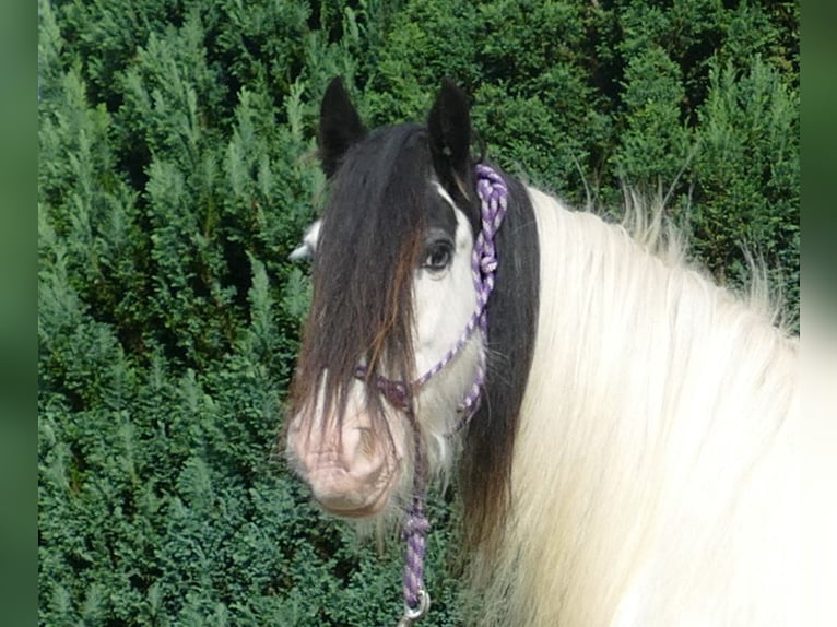 Cob Irlandese / Tinker / Gypsy Vanner Giumenta 7 Anni 128 cm Pezzato in Lathen