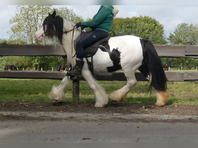 Cob Irlandese / Tinker / Gypsy Vanner Giumenta 7 Anni 128 cm Pezzato in Lathen