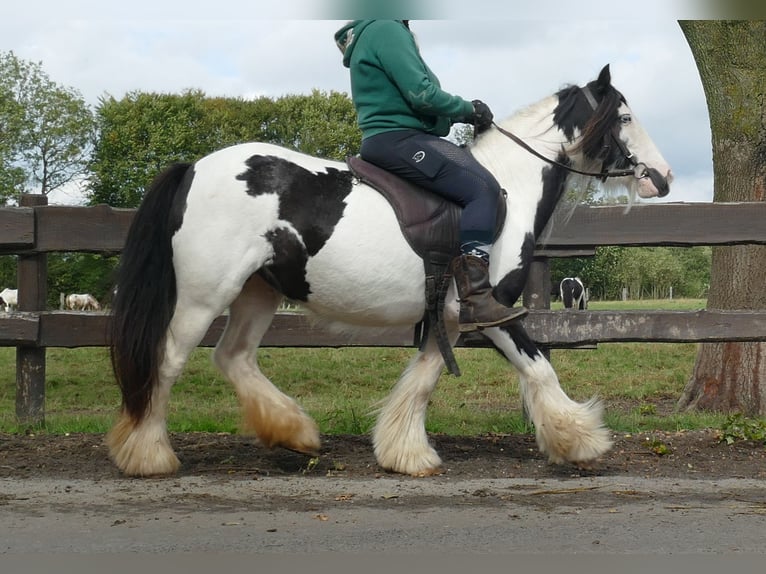 Cob Irlandese / Tinker / Gypsy Vanner Giumenta 7 Anni 128 cm Pezzato in Lathen