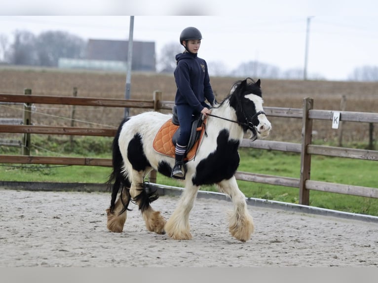 Cob Irlandese / Tinker / Gypsy Vanner Giumenta 7 Anni 130 cm Pezzato in Bogaarden