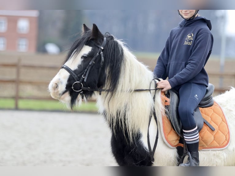 Cob Irlandese / Tinker / Gypsy Vanner Giumenta 7 Anni 130 cm Pezzato in Bogaarden