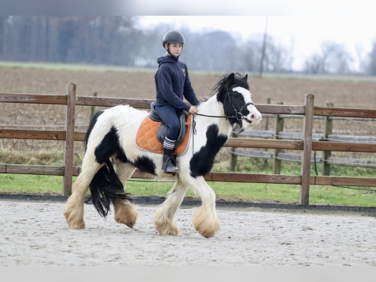 Cob Irlandese / Tinker / Gypsy Vanner Giumenta 7 Anni 130 cm Pezzato in Bogaarden