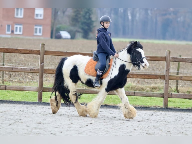 Cob Irlandese / Tinker / Gypsy Vanner Giumenta 7 Anni 130 cm Pezzato in Bogaarden