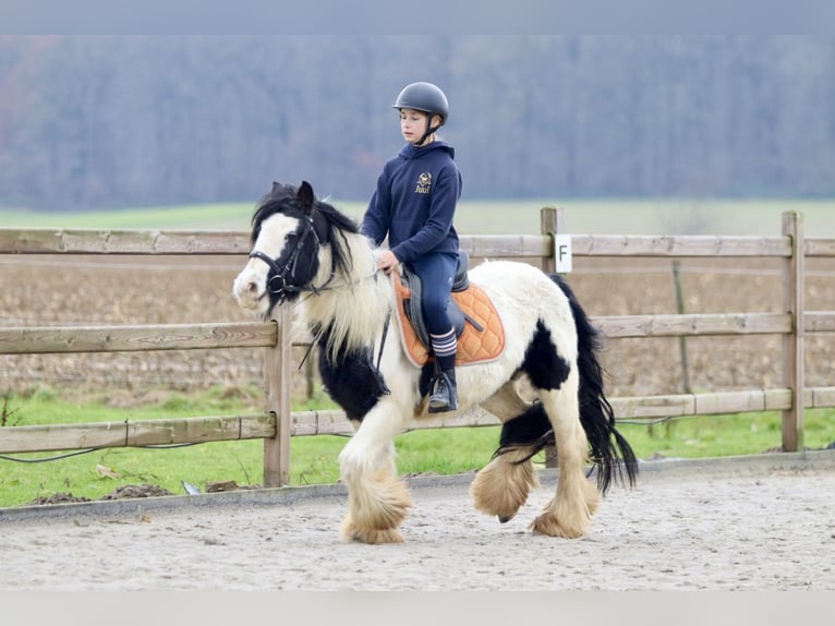 Cob Irlandese / Tinker / Gypsy Vanner Giumenta 7 Anni 130 cm Pezzato in Bogaarden