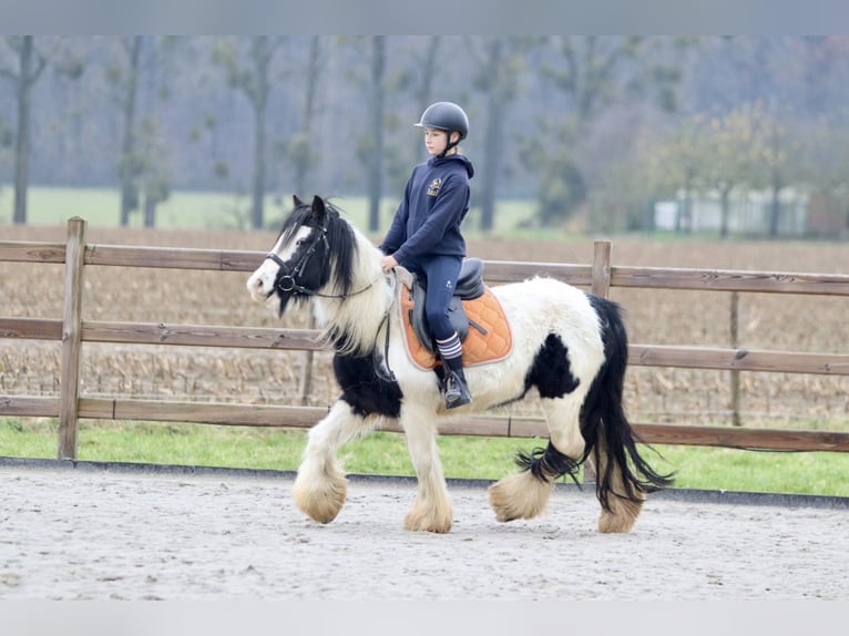 Cob Irlandese / Tinker / Gypsy Vanner Giumenta 7 Anni 130 cm Pezzato in Bogaarden