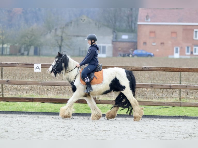 Cob Irlandese / Tinker / Gypsy Vanner Giumenta 7 Anni 130 cm Pezzato in Bogaarden