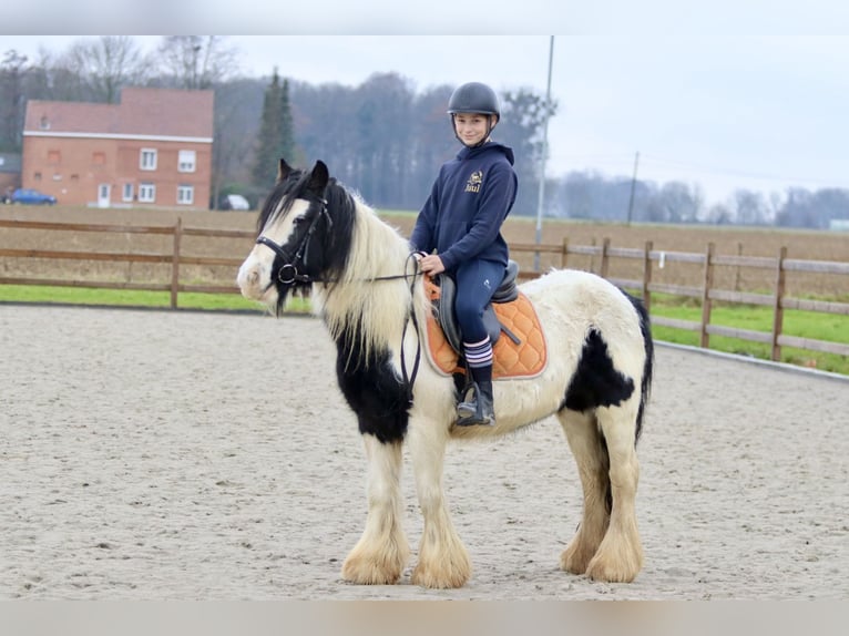 Cob Irlandese / Tinker / Gypsy Vanner Giumenta 7 Anni 130 cm Pezzato in Bogaarden