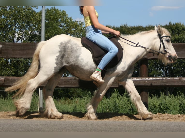 Cob Irlandese / Tinker / Gypsy Vanner Giumenta 7 Anni 130 cm Pezzato in Lathen