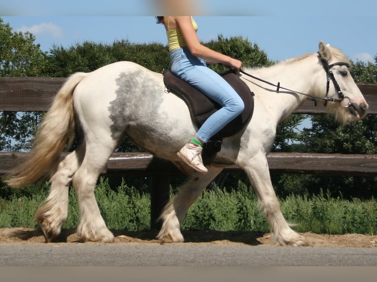 Cob Irlandese / Tinker / Gypsy Vanner Giumenta 7 Anni 130 cm Pezzato in Lathen