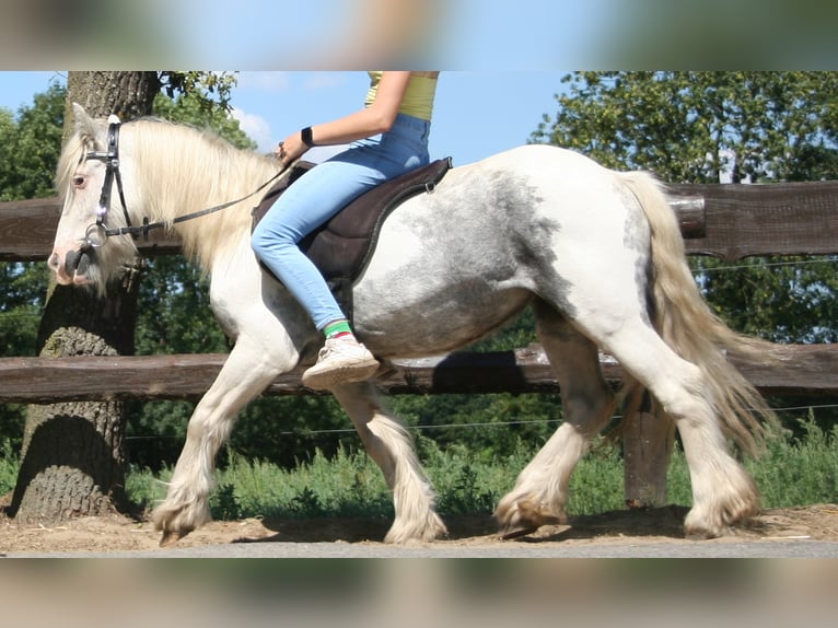 Cob Irlandese / Tinker / Gypsy Vanner Giumenta 7 Anni 130 cm Pezzato in Lathen