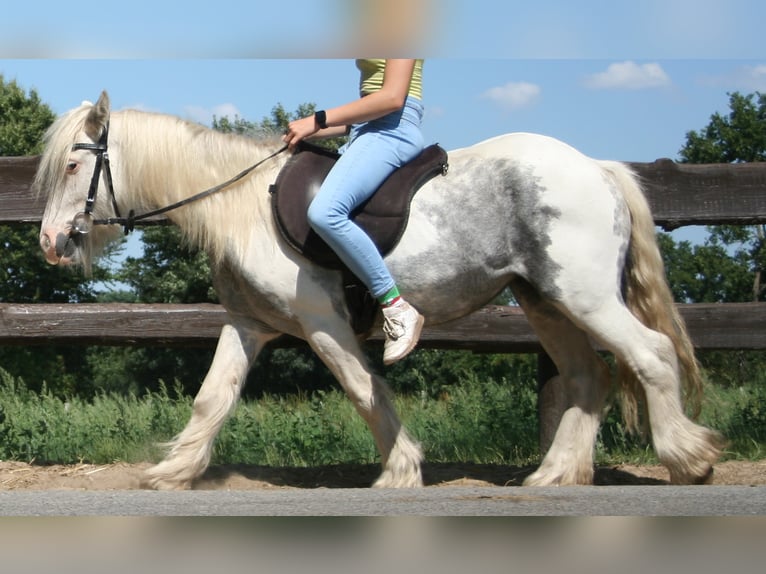 Cob Irlandese / Tinker / Gypsy Vanner Giumenta 7 Anni 130 cm Pezzato in Lathen