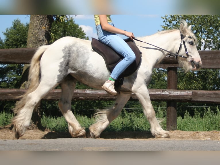 Cob Irlandese / Tinker / Gypsy Vanner Giumenta 7 Anni 130 cm Pezzato in Lathen