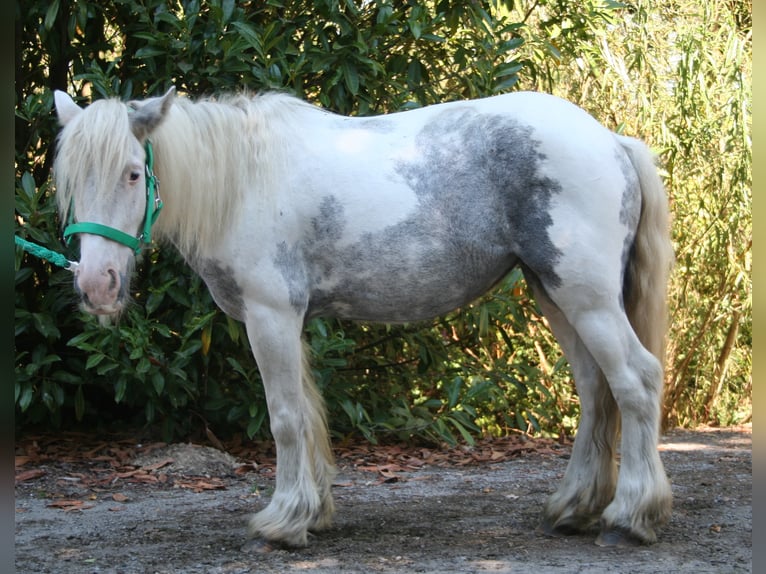 Cob Irlandese / Tinker / Gypsy Vanner Giumenta 7 Anni 130 cm Pezzato in Lathen