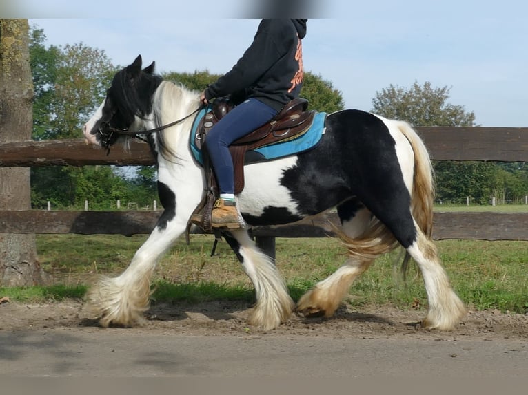 Cob Irlandese / Tinker / Gypsy Vanner Giumenta 7 Anni 132 cm Pezzato in Lathen