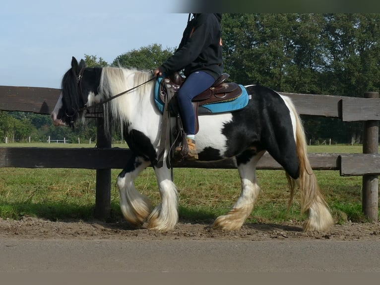 Cob Irlandese / Tinker / Gypsy Vanner Giumenta 7 Anni 132 cm Pezzato in Lathen