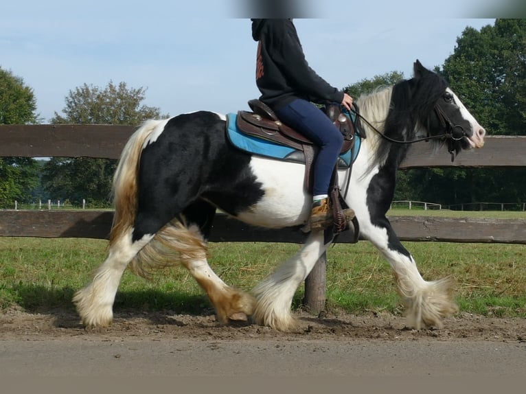 Cob Irlandese / Tinker / Gypsy Vanner Giumenta 7 Anni 132 cm Pezzato in Lathen