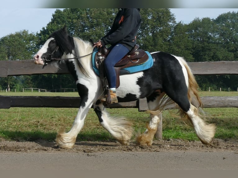 Cob Irlandese / Tinker / Gypsy Vanner Giumenta 7 Anni 132 cm Pezzato in Lathen