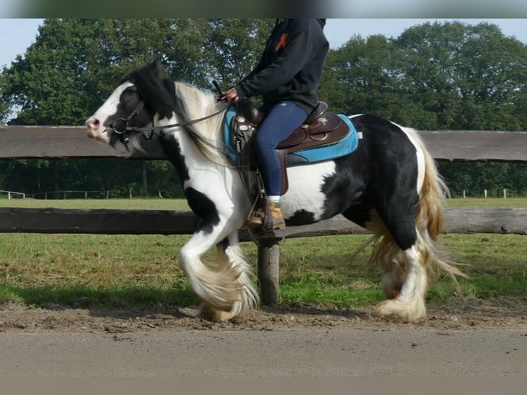 Cob Irlandese / Tinker / Gypsy Vanner Giumenta 7 Anni 132 cm Pezzato in Lathen