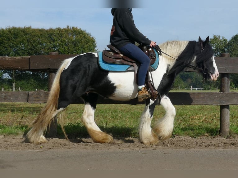 Cob Irlandese / Tinker / Gypsy Vanner Giumenta 7 Anni 132 cm Pezzato in Lathen