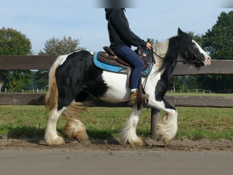 Cob Irlandese / Tinker / Gypsy Vanner Giumenta 7 Anni 132 cm Pezzato in Lathen