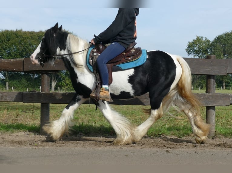 Cob Irlandese / Tinker / Gypsy Vanner Giumenta 7 Anni 132 cm Pezzato in Lathen