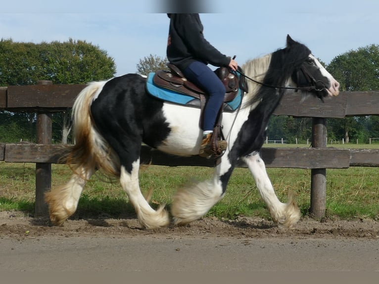 Cob Irlandese / Tinker / Gypsy Vanner Giumenta 7 Anni 132 cm Pezzato in Lathen