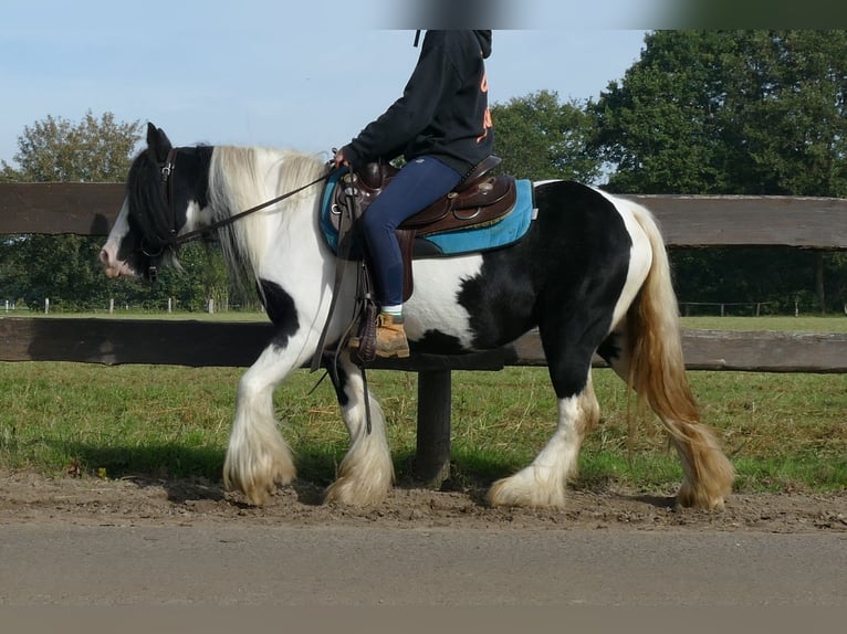 Cob Irlandese / Tinker / Gypsy Vanner Giumenta 7 Anni 132 cm Pezzato in Lathen