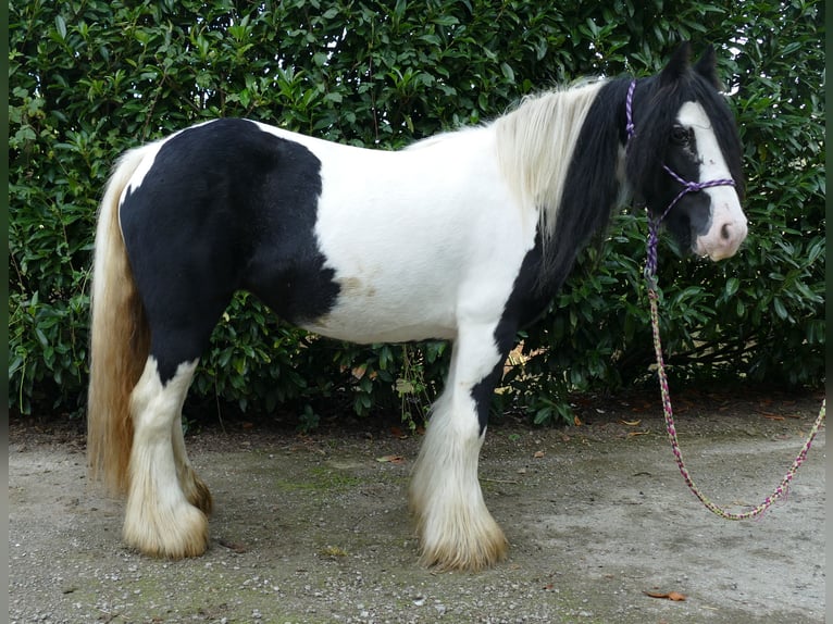 Cob Irlandese / Tinker / Gypsy Vanner Giumenta 7 Anni 132 cm Pezzato in Lathen