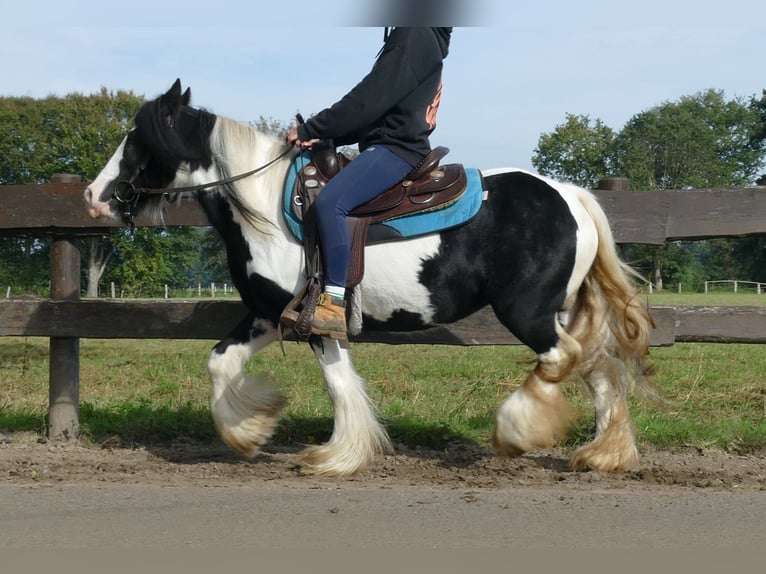 Cob Irlandese / Tinker / Gypsy Vanner Giumenta 7 Anni 132 cm Pezzato in Lathen