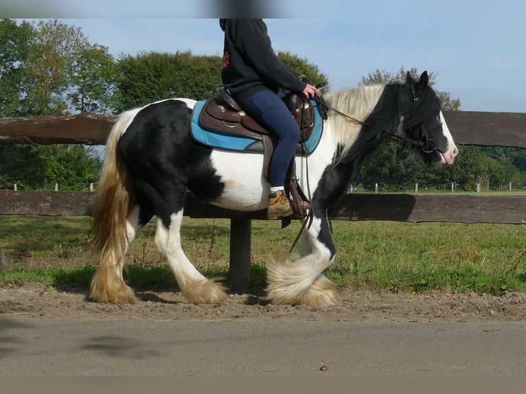 Cob Irlandese / Tinker / Gypsy Vanner Giumenta 7 Anni 132 cm Pezzato in Lathen