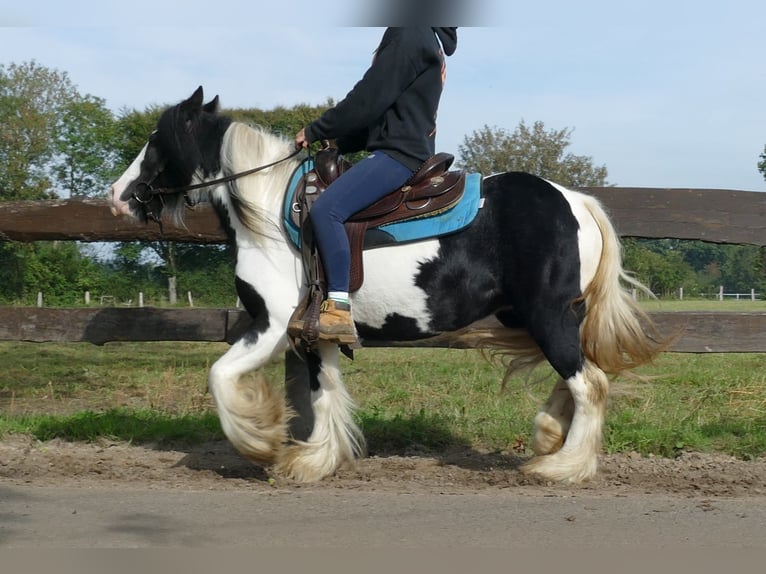 Cob Irlandese / Tinker / Gypsy Vanner Giumenta 7 Anni 132 cm Pezzato in Lathen