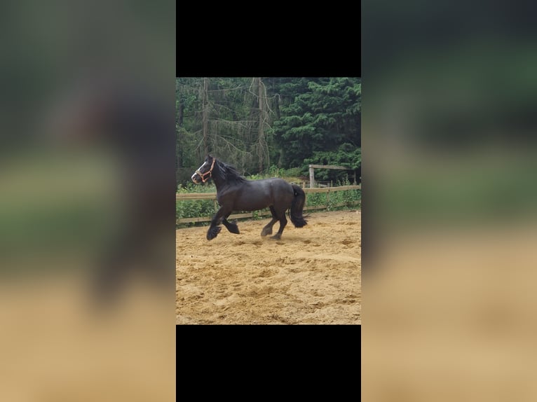 Cob Irlandese / Tinker / Gypsy Vanner Giumenta 7 Anni 135 cm Morello in Schweppenhausen