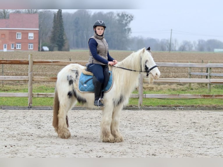 Cob Irlandese / Tinker / Gypsy Vanner Giumenta 7 Anni 135 cm Pezzato in Bogaarden