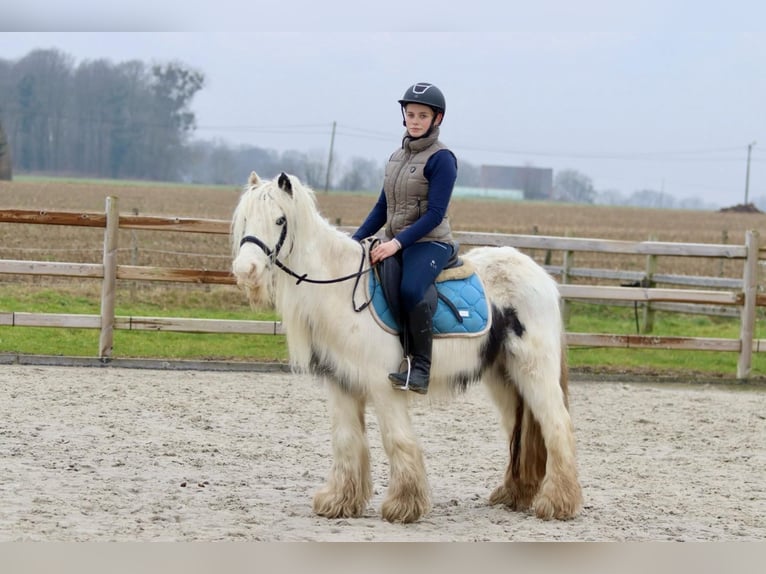 Cob Irlandese / Tinker / Gypsy Vanner Giumenta 7 Anni 135 cm Pezzato in Bogaarden