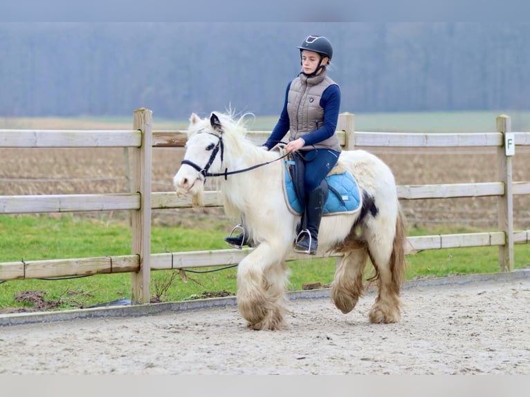 Cob Irlandese / Tinker / Gypsy Vanner Giumenta 7 Anni 135 cm Pezzato in Bogaarden