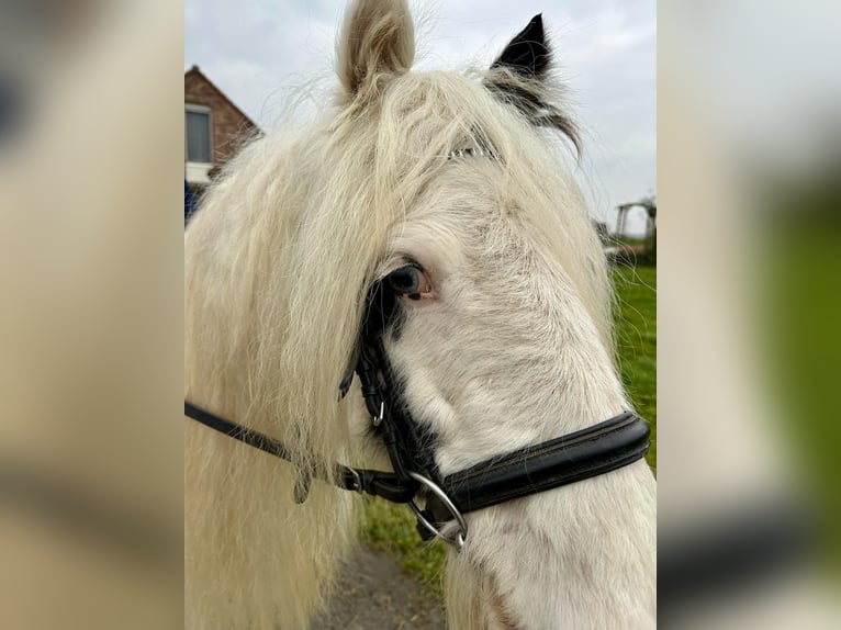 Cob Irlandese / Tinker / Gypsy Vanner Giumenta 7 Anni 135 cm Pezzato in Bogaarden