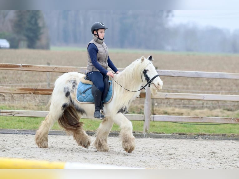 Cob Irlandese / Tinker / Gypsy Vanner Giumenta 7 Anni 135 cm Pezzato in Bogaarden