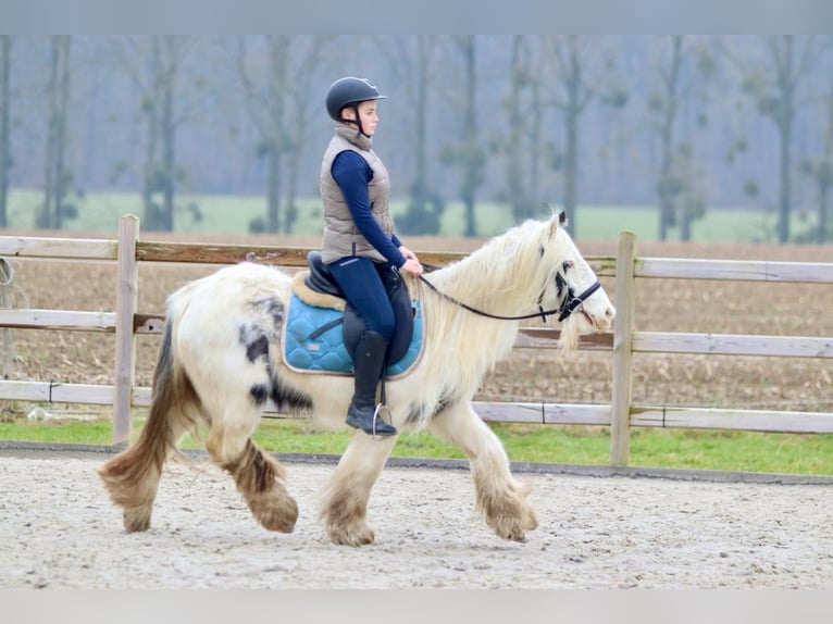 Cob Irlandese / Tinker / Gypsy Vanner Giumenta 7 Anni 135 cm Pezzato in Bogaarden