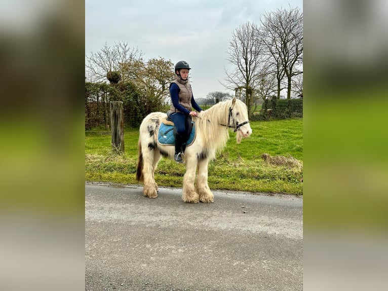 Cob Irlandese / Tinker / Gypsy Vanner Giumenta 7 Anni 135 cm Pezzato in Bogaarden