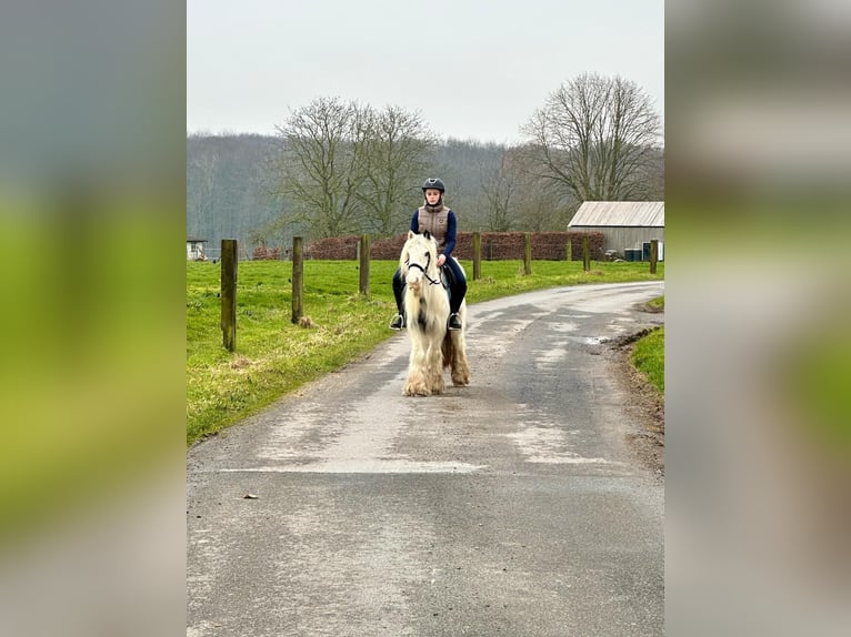 Cob Irlandese / Tinker / Gypsy Vanner Giumenta 7 Anni 135 cm Pezzato in Bogaarden