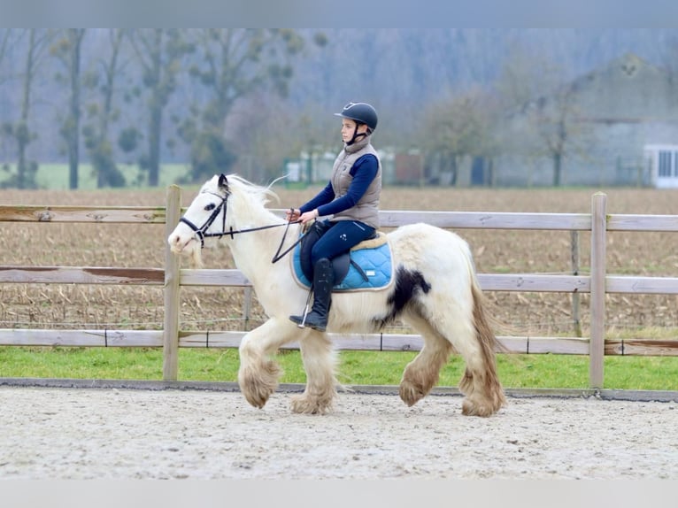 Cob Irlandese / Tinker / Gypsy Vanner Giumenta 7 Anni 135 cm Pezzato in Bogaarden