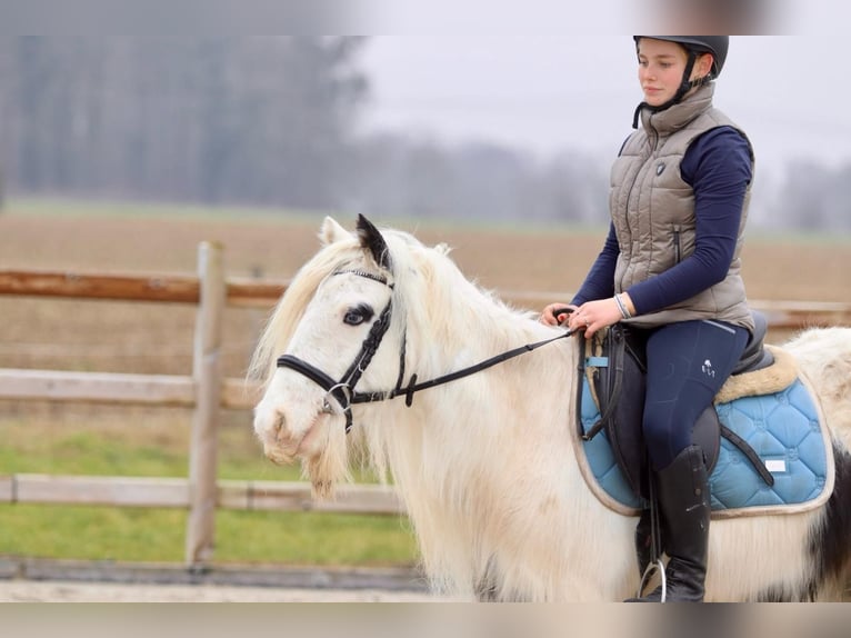 Cob Irlandese / Tinker / Gypsy Vanner Giumenta 7 Anni 135 cm Pezzato in Bogaarden