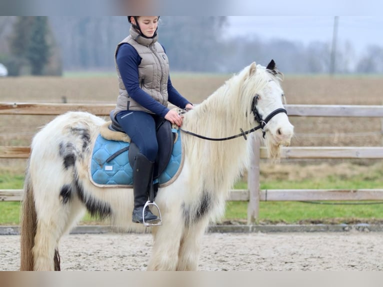 Cob Irlandese / Tinker / Gypsy Vanner Giumenta 7 Anni 135 cm Pezzato in Bogaarden