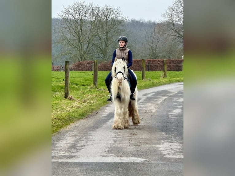 Cob Irlandese / Tinker / Gypsy Vanner Giumenta 7 Anni 135 cm Pezzato in Bogaarden