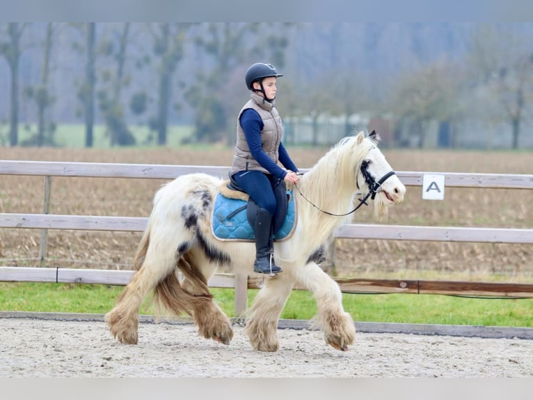 Cob Irlandese / Tinker / Gypsy Vanner Giumenta 7 Anni 135 cm Pezzato in Bogaarden