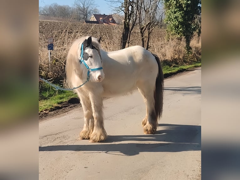 Cob Irlandese / Tinker / Gypsy Vanner Giumenta 7 Anni 135 cm Pezzato in Lage