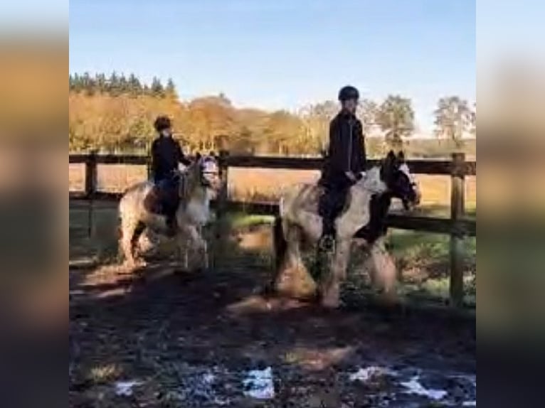 Cob Irlandese / Tinker / Gypsy Vanner Giumenta 7 Anni 135 cm Pezzato in Lage