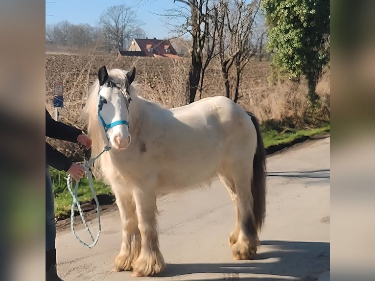 Cob Irlandese / Tinker / Gypsy Vanner Giumenta 7 Anni 135 cm Pezzato in Lage