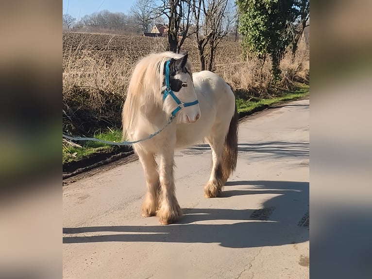 Cob Irlandese / Tinker / Gypsy Vanner Giumenta 7 Anni 135 cm Pezzato in Lage