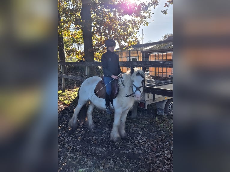 Cob Irlandese / Tinker / Gypsy Vanner Giumenta 7 Anni 135 cm Pezzato in Lage